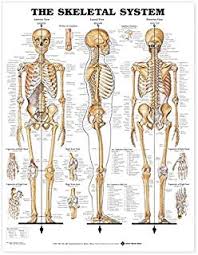 Skeletal System Anatomical Chart Laminated Human