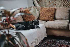 Best Couch Materials For Your Dogs