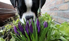 They'll chew on them anyway. 10 Plants That Are Poisonous To Pets