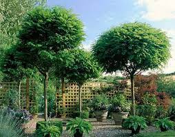 evergreen single stem trees for
