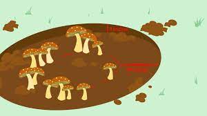 3 ways to kill mushrooms wikihow