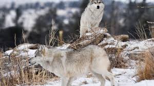 Image result for The mission of Wolf Haven International is to conserve and protect wolves and their habitat. Sanctuary / Education / Conservation