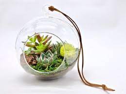 Hanging Succulent Terrarium In 6 Glass