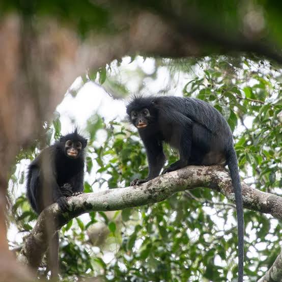 Científicos descubren una nueva especie de mono: tiene cara de “máscara“