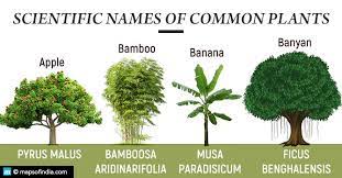 scientific names of some common plants