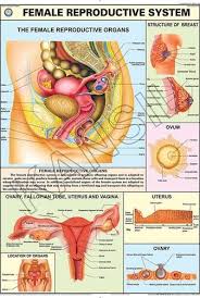 Reproductive Female For Human Physiology Chart