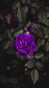 Purple rose, black and white, flower ...
