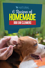 how to make homemade dog ear cleaner 6