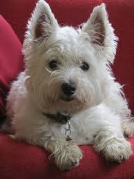 Westies are a breed that benefits from daily walks or room to run. Www Nvip Co Uk Cutest Dog Ever Westie Dogs Westies White Terrier
