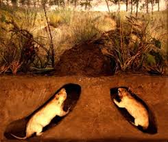 * pocket gophers of the family geomyidae, native to north america, also called true gophers. Gopher As A Spirit Guide The Powers That Be