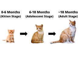 Size chart on shop caterpillar uk online store. When Do Cats Stop Growing What Age Do Cats Stop Growing