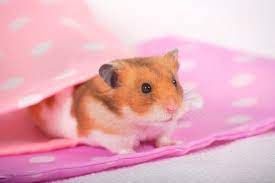 how do you make a hamster s bedding