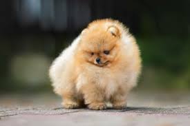 10 smallest dog breeds pictures facts