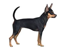 russian toy terrier facts wisdom