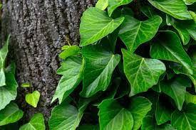 19 Types of Ivy to Grow in Your Yard