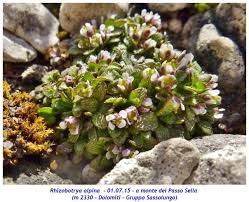 Coclearia alpina