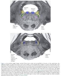 cranial nerve