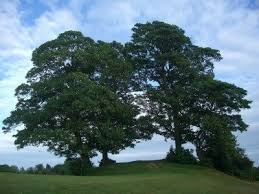 Facts About The Sycamore Tree Tips For Growing Sycamore Trees