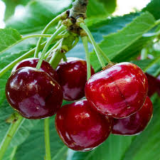 Washington Cherries From Rainier Fruit The Taste Of Summer