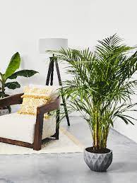 Du kannst fast jede palme im wohnzimmer halten, denn palmen benötigen im allgemeinen keine enorm hohe luftfeuchtigkeit und stellen auch sonst relativ geringe ansprüche. Wohnzimmer Pflanzen Westwing