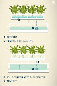 hydroponics cans growing guide