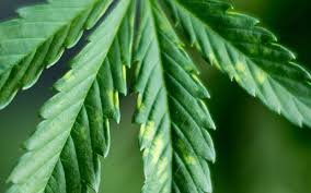 10 Marijuana Leaf Problems And How To Fix Them