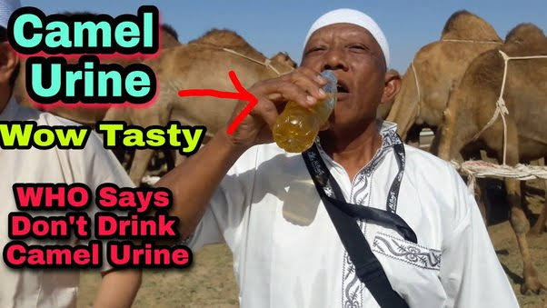 Is it permissible to drink camel's urine after ablution