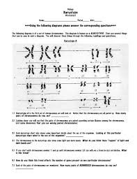 2 6 Karyotype Worksheet Cwk Wp
