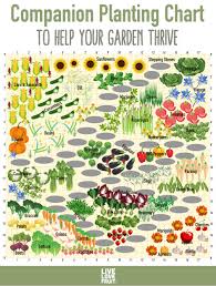 use this companion planting chart to