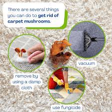 Mushrooms Growing In Carpet Here S How