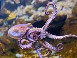 Biodiversity crisis: Common octopus and orange roughy among popular seafood species in rapid decline, landmark study finds | The Independent | The Independent