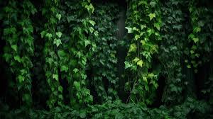 lush green ivy and vines surrounded by