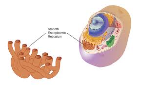 Cells also have a smooth endoplasmic reticulum that processes fats and steroid hormones. Endoplasmic Reticulum Smooth
