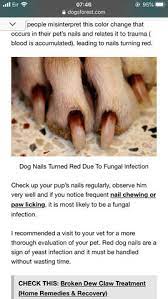 nails discoloured at the base in front paws