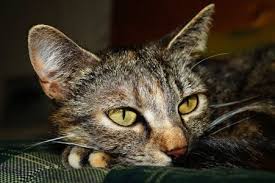 The Right Diet For Cats With Kidney Disease The Conscious Cat