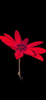 ao00 flower red nature art dark minimal