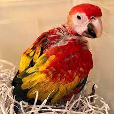 baby scarlet macaw terry s