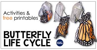 Butterfly Life Cycle Resources Free Printables Around