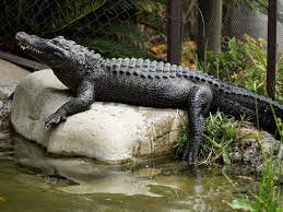 Alligators Are Most Dangerous When They Associate Humans With Food
