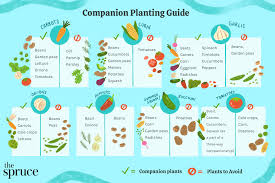 companion planting chart and guide for