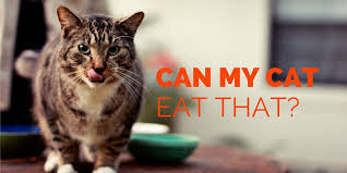 When your cat turns up its nose at its food, it's not always typical cat behavior. 29 Human Foods Cats Can Or Can T Eat Yogurt Peanuts Bread