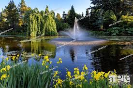 Pond With Fountain Vandusen Botanical