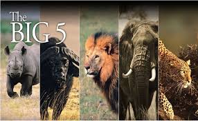 The big five personality traits are one way of looking at someone's personality. Big Five Safari Get Close To See Africa S Big Five Safari Animals Africa Safari Animals Big 5