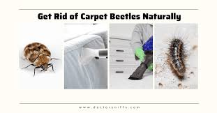 get rid of carpet beetles naturally