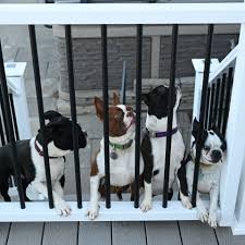 new england boston terriers a top new