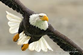 bald eagle in flight with full wingspan