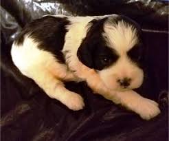 Check out our pups today! View Ad Cavapoo Puppy For Sale Near Iowa Le Mars Usa Adn 178929