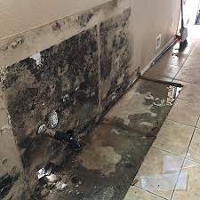 black mold pictures image gallery