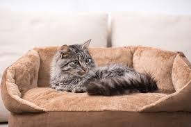 Use vinegar spray to keep cats away from expensive furniture. How To Keep Cats Off Furniture Using Vinegar Excited Cats