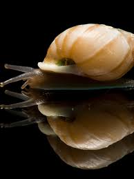 partula snail facts and photos
